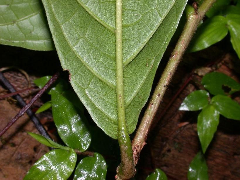 Dichapetalum grayumii leaf