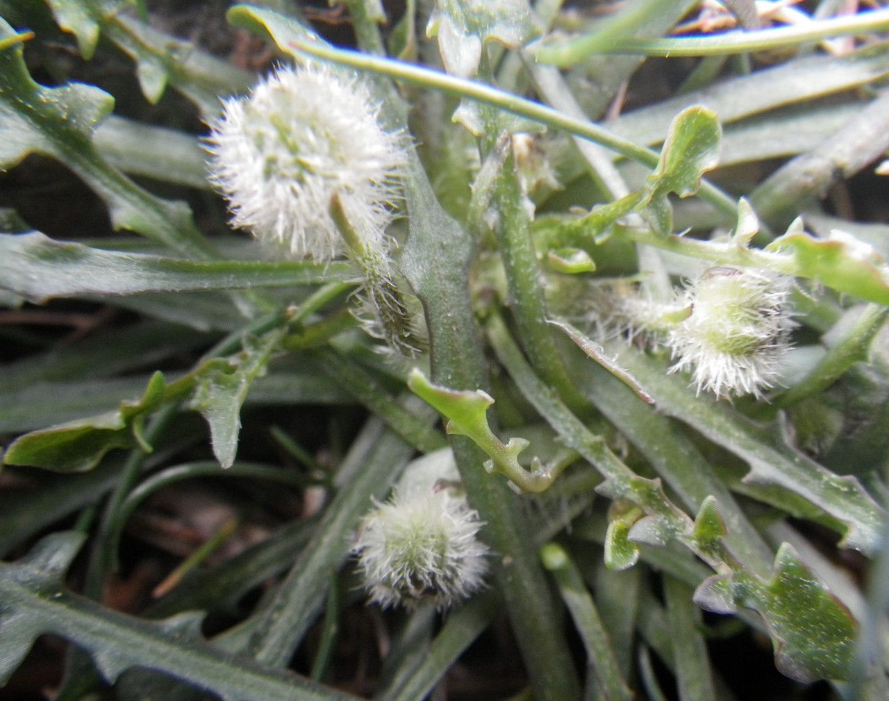 Hypochaeris robertia fruit