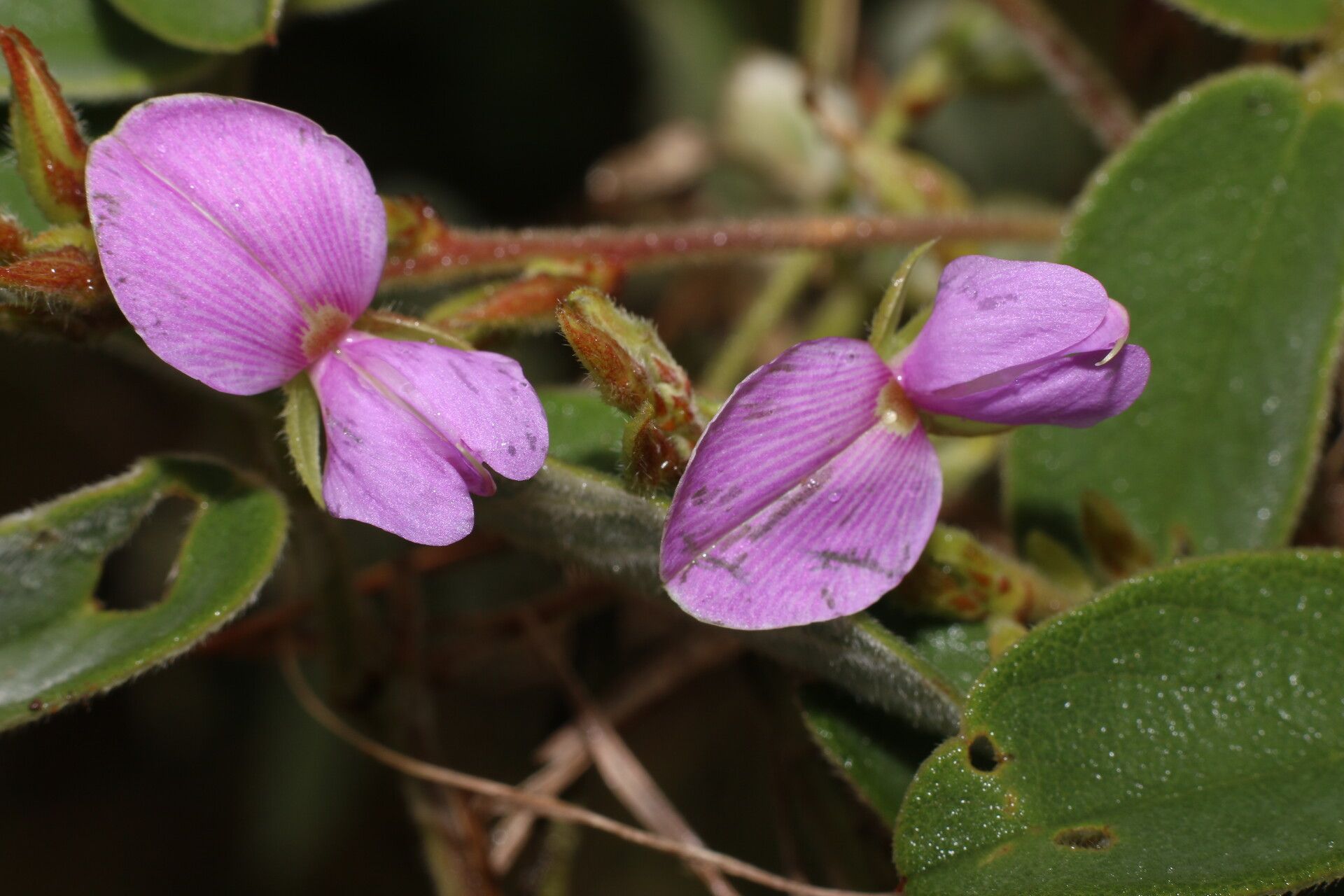 Galactia argentea flower