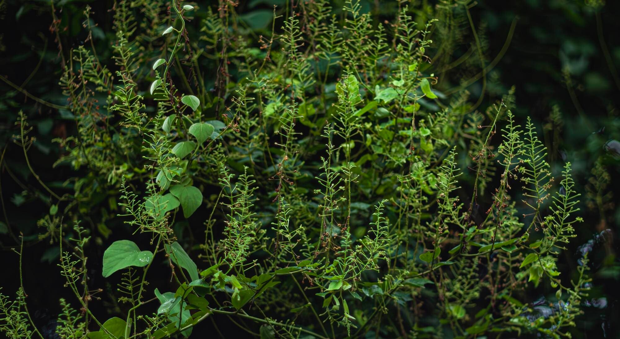 Phanera championii — related species from the same genus