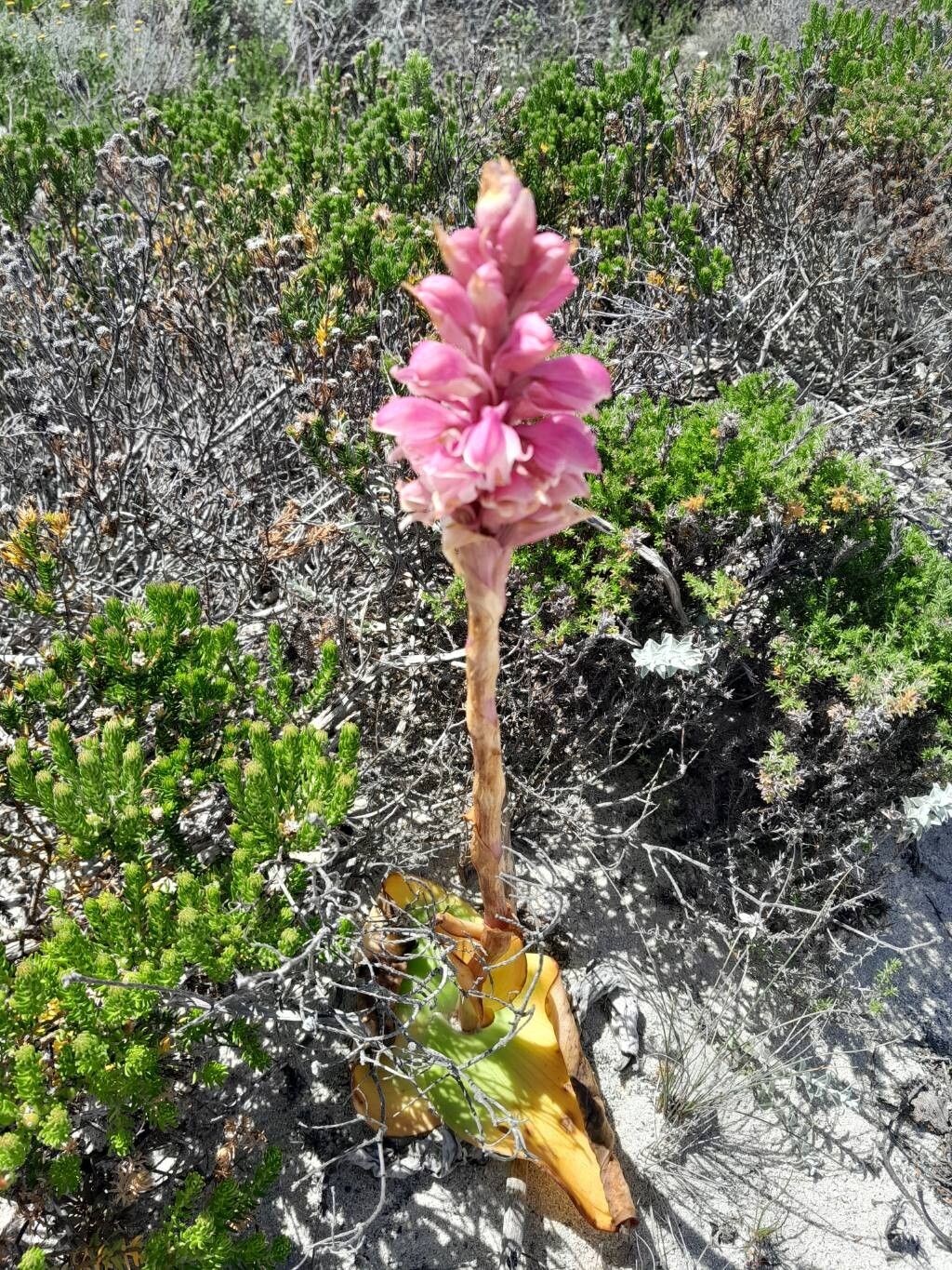 Satyrium carneum flower
