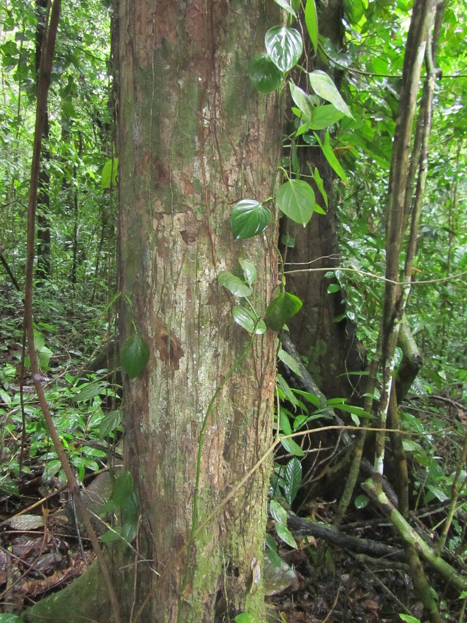 Minquartia guianensis habit