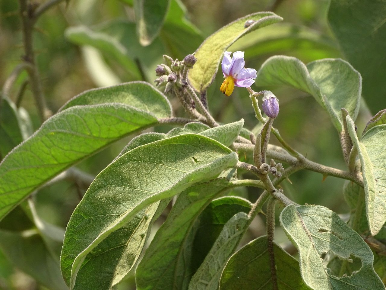 Solanum campylacanthum — houseplant care guide