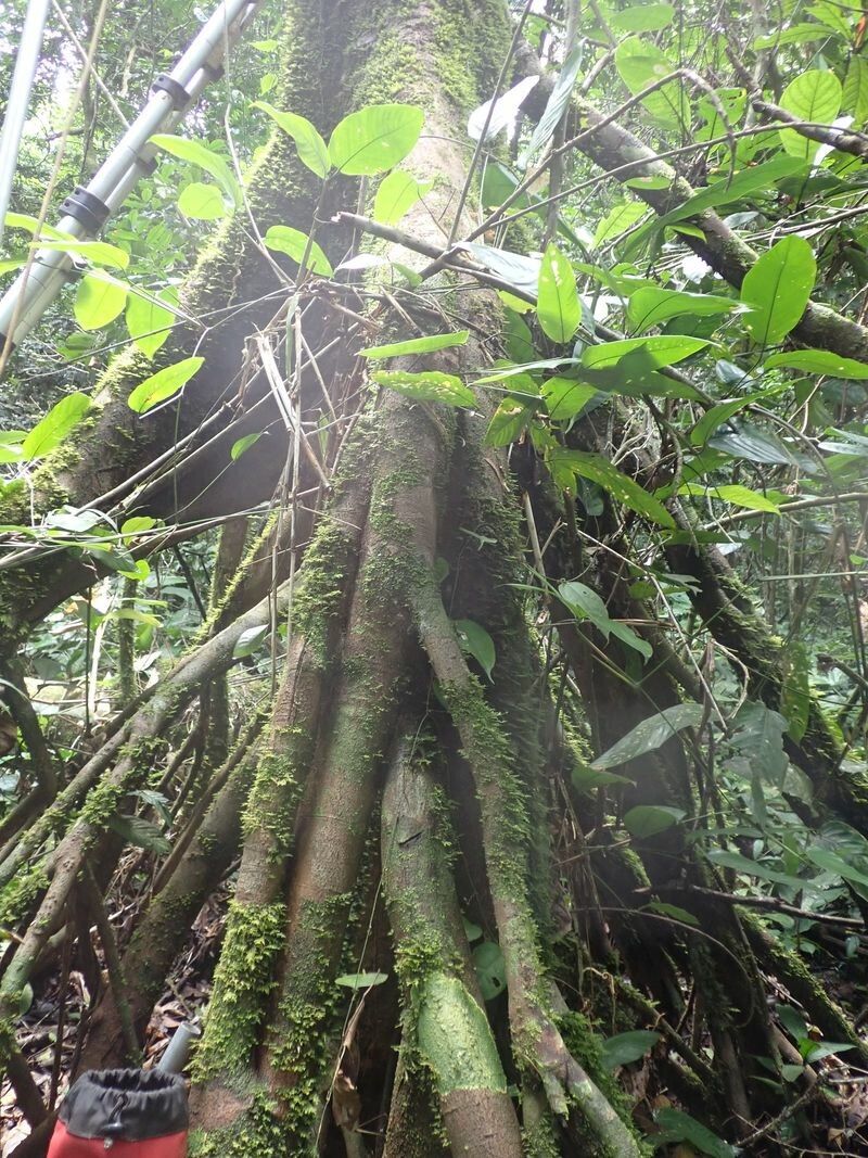 Uapaca vanhouttei bark