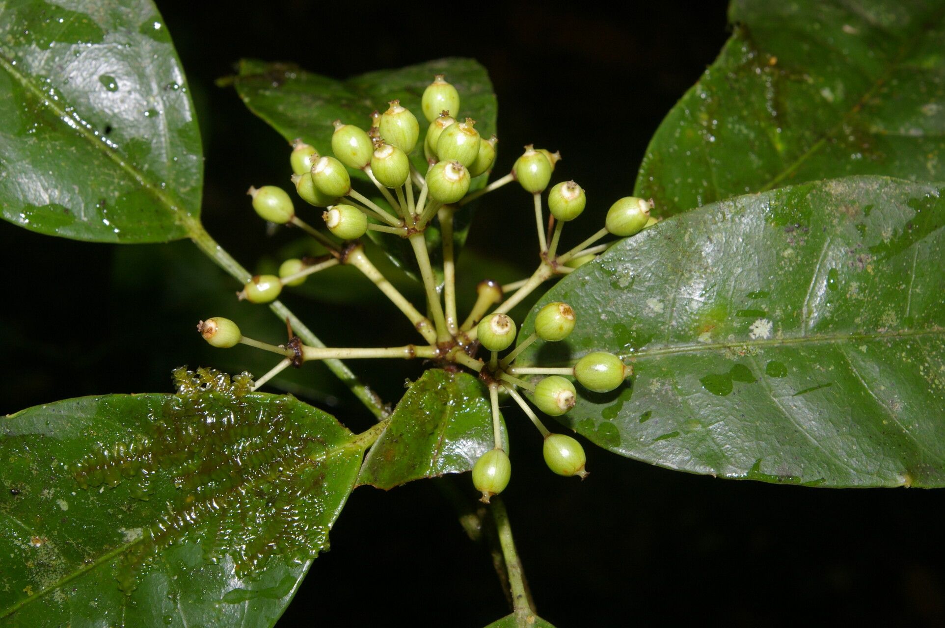Dendropanax querceti fruit