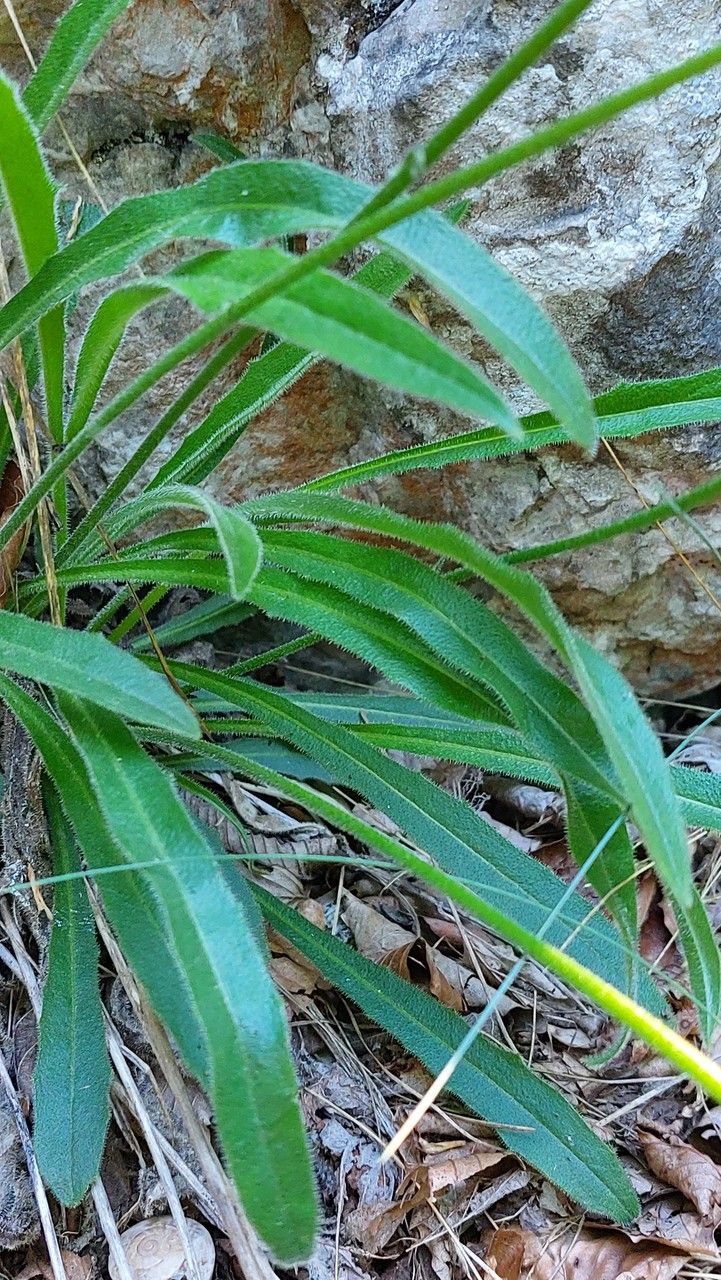 Leontodon incanus — houseplant care guide