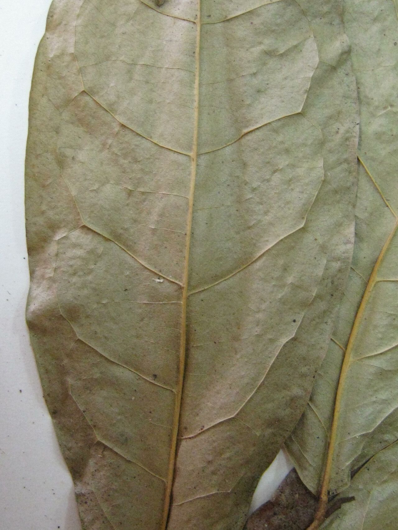 Anaxagorea brevipedicellata — related species from the same genus