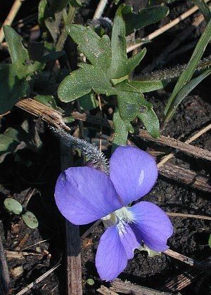 Viola palmata flower