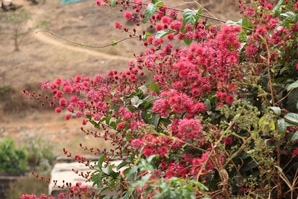 Combretum comosum flower