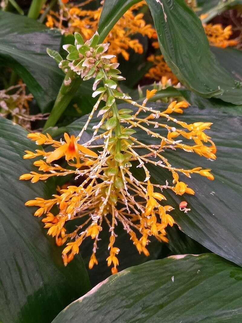 Globba schomburgkii flower