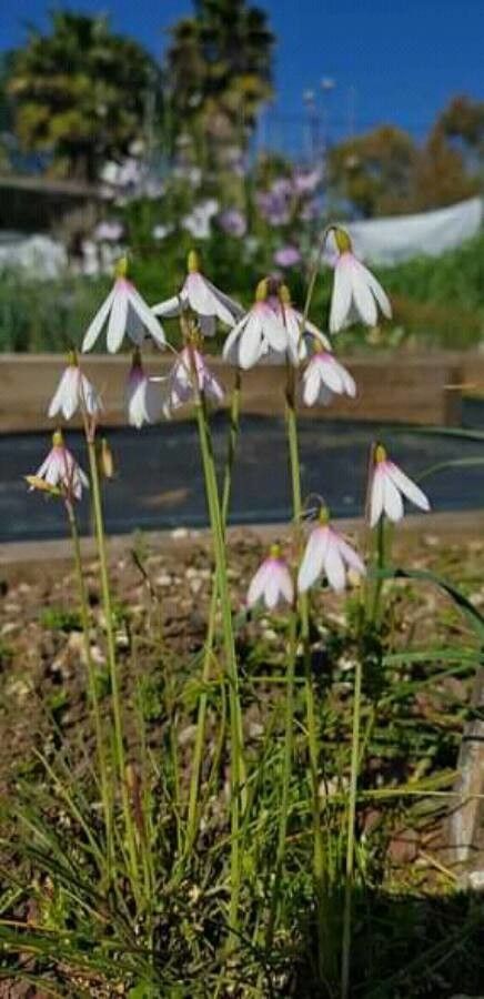 Acis trichophylla flower