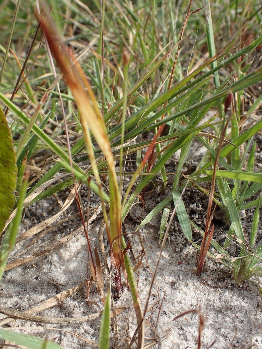 Xyris filiformis — houseplant care guide