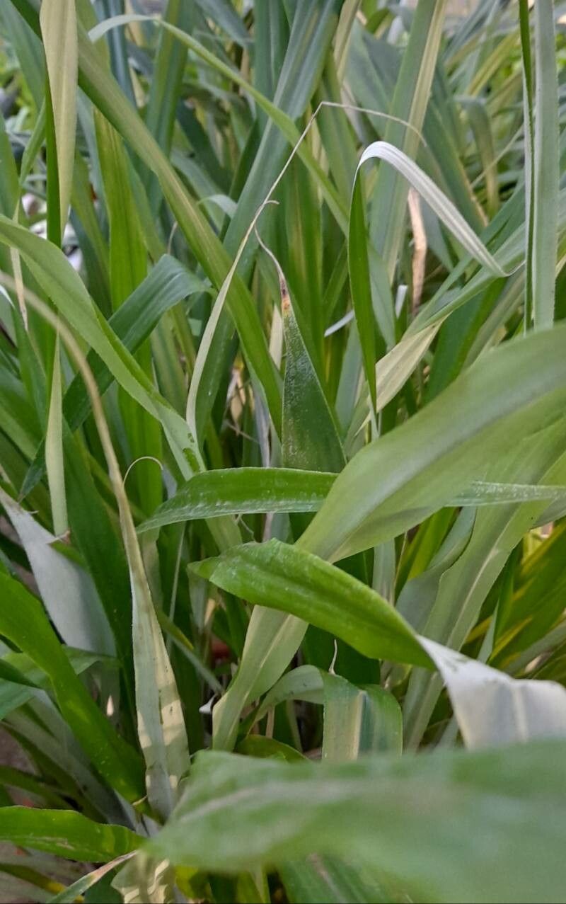 Pitcairnia maidifolia — search result for 'Suriname'