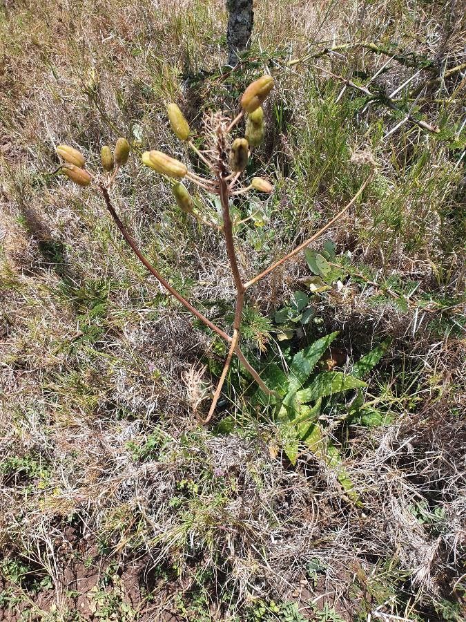 Aloe lateritia habit