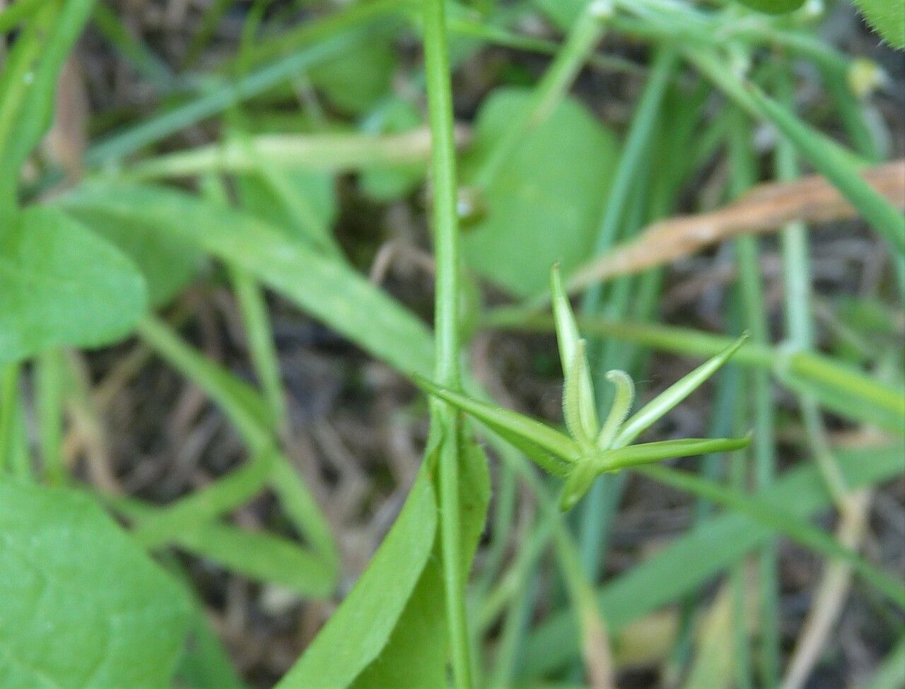 Rhagadiolus edulis fruit