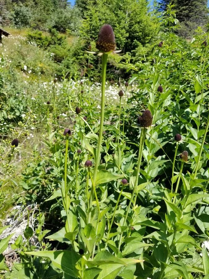 Rudbeckia occidentalis leaf