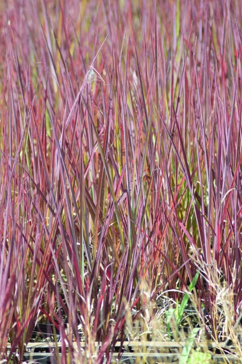 Schizachyrium scoparium — houseplant care guide