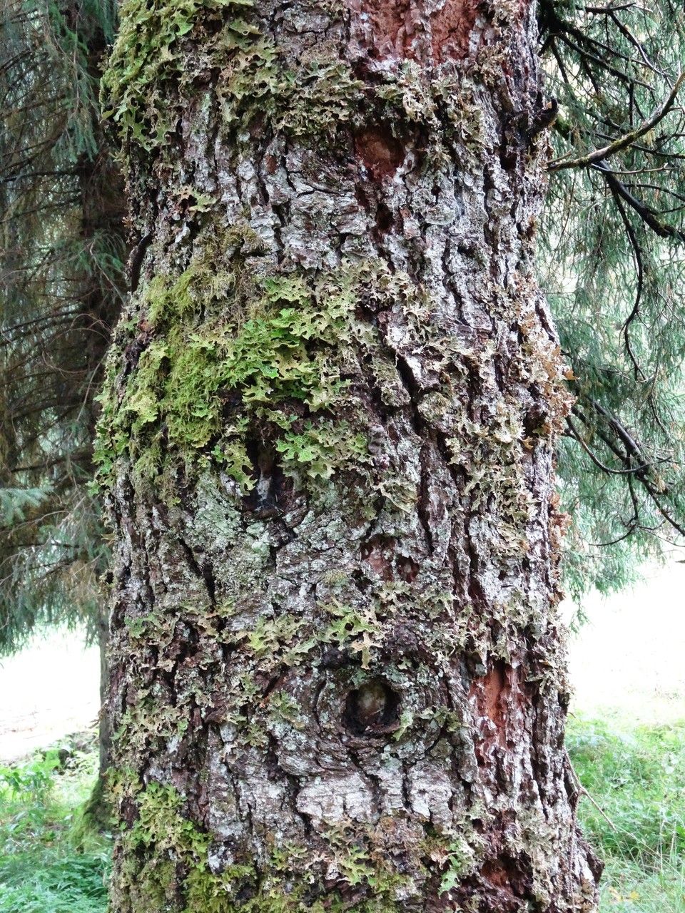 Picea likiangensis bark