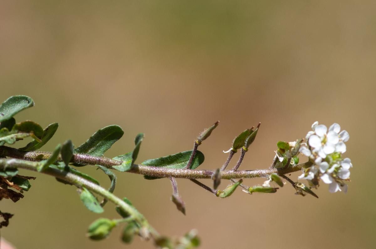 Lepidium oxyotum — search result for 'Lepidium'