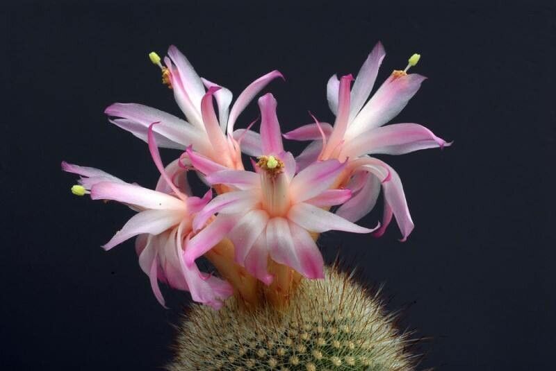 Matucana haynii — related species from the same genus