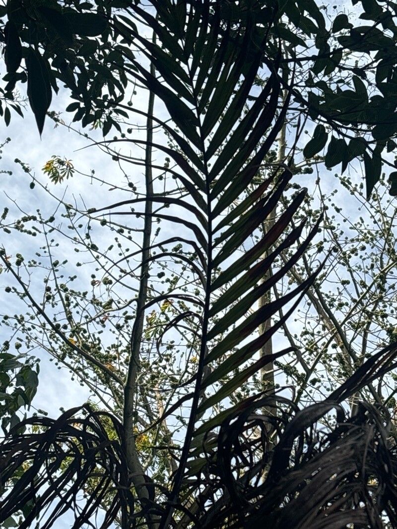 Pinanga caesia leaf