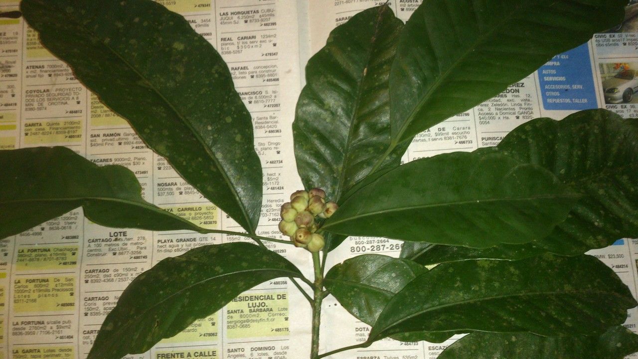 Dendropanax arboreus — search result for 'Panax'