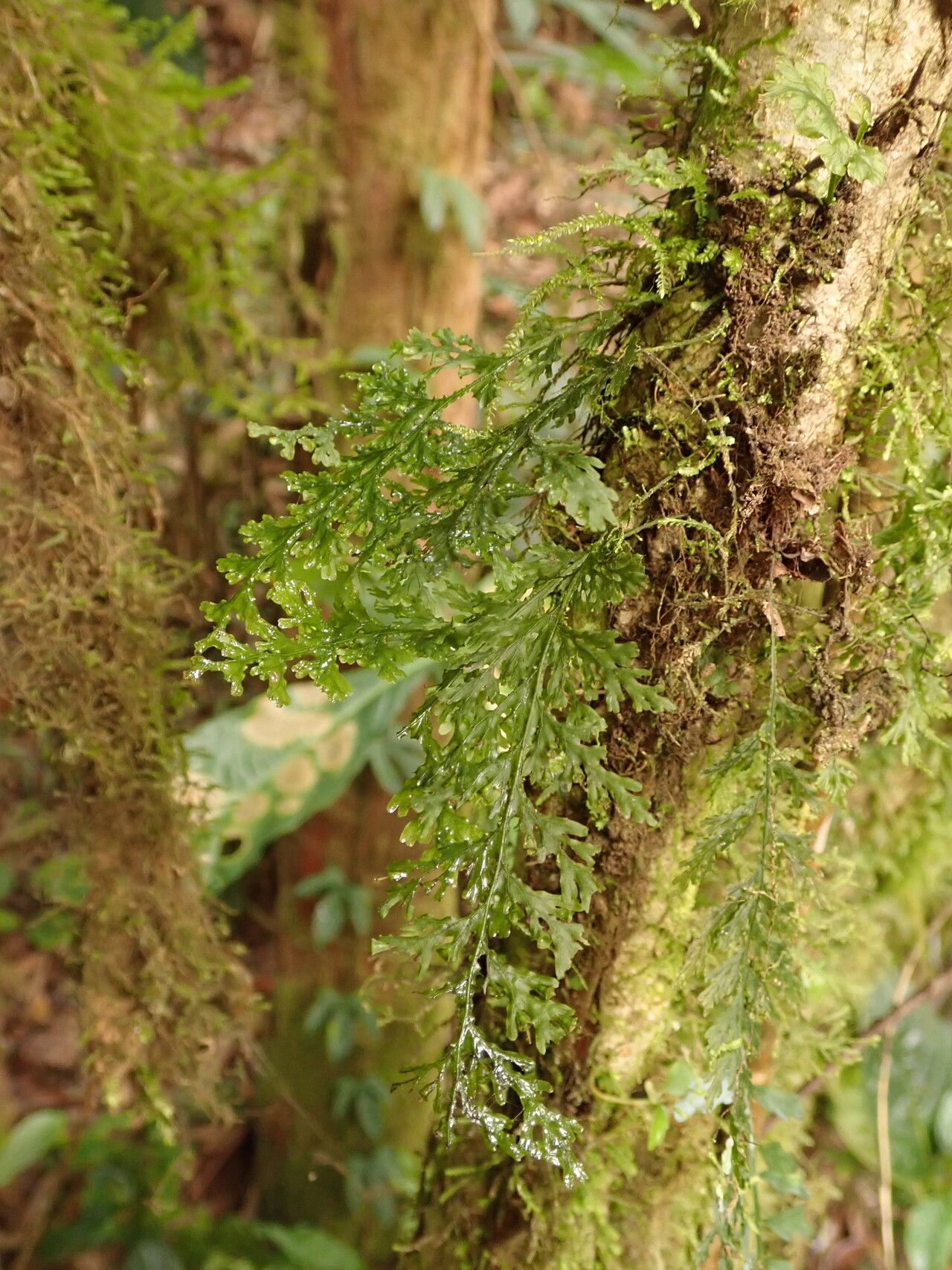 Trichomanes inopinatum leaf