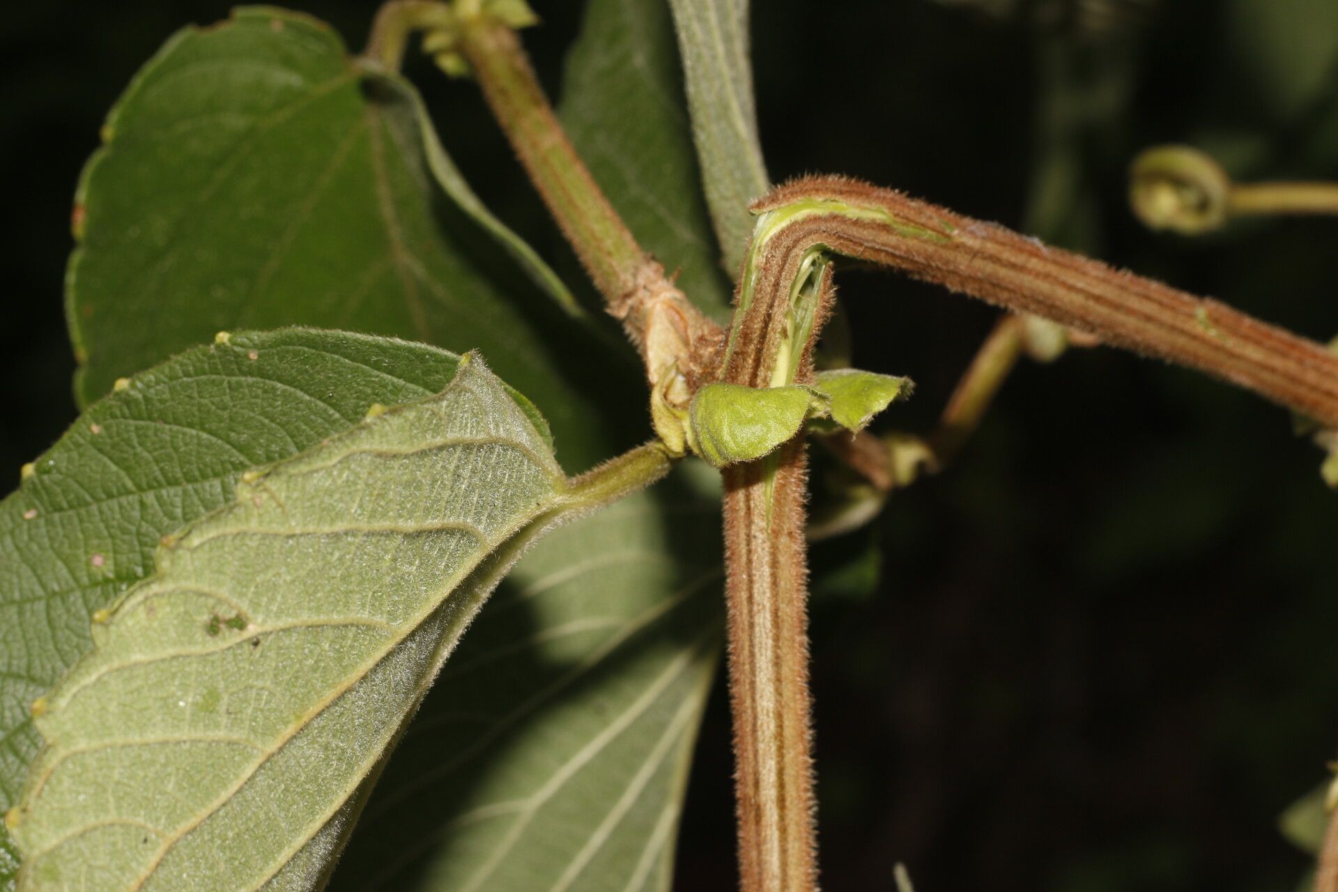 Gouania velutina fruit