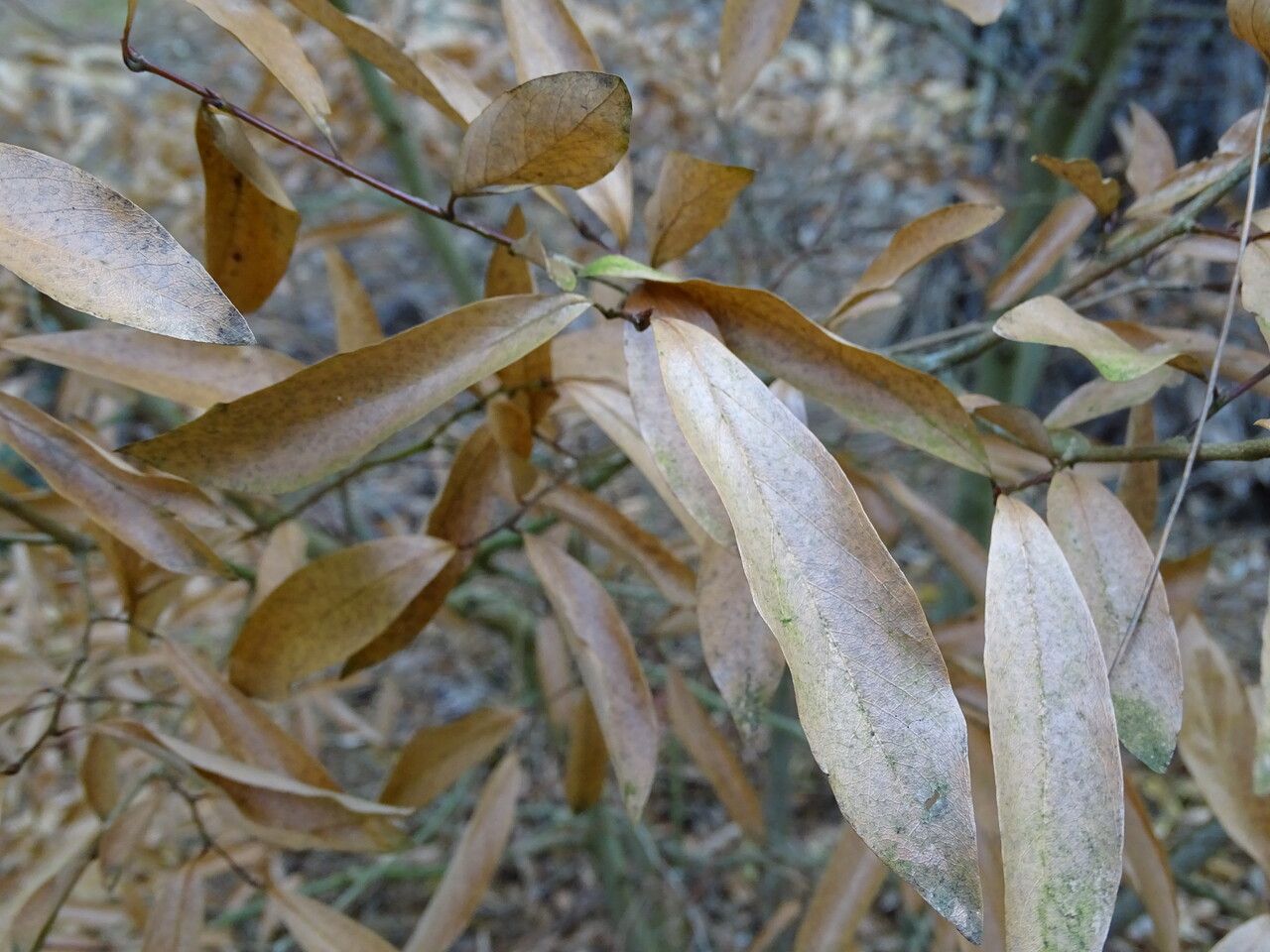 Lindera angustifolia — related species from the same genus
