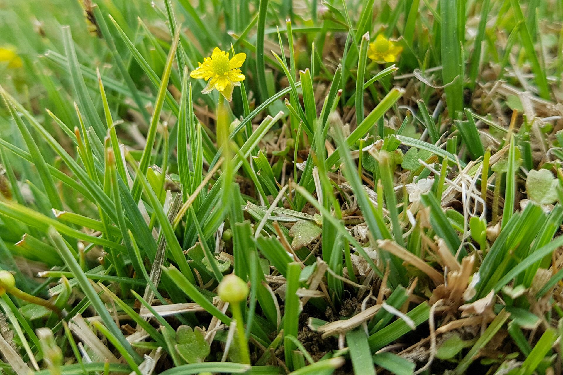 Halerpestes sarmentosa — related species from the same genus