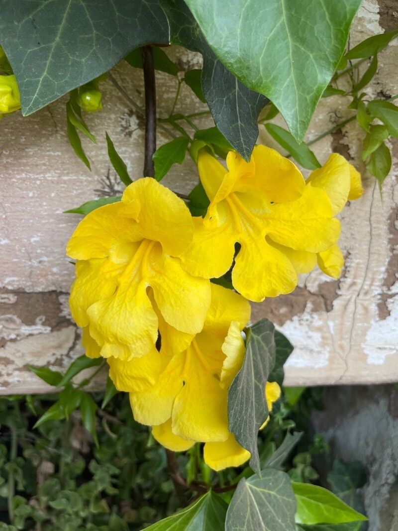 Macfadyena unguis-cati flower