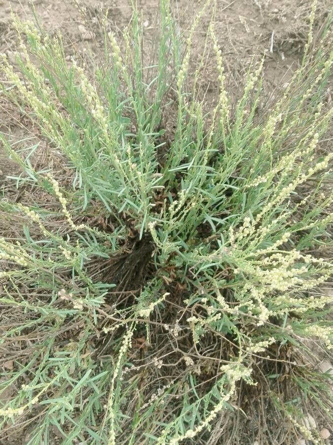 Anarrhinum fruticosum leaf