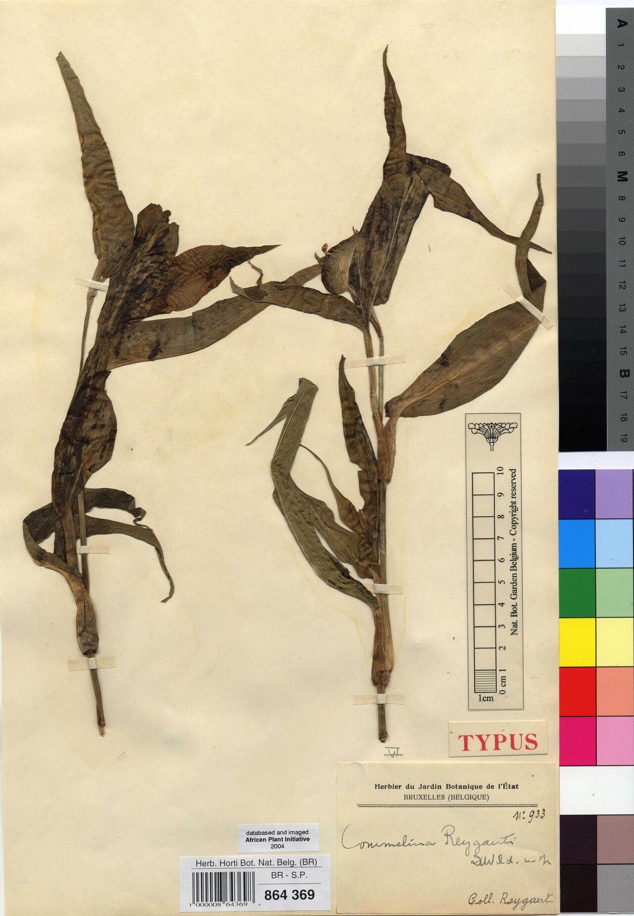 Commelina reygaertii — search result for 'Commelina'