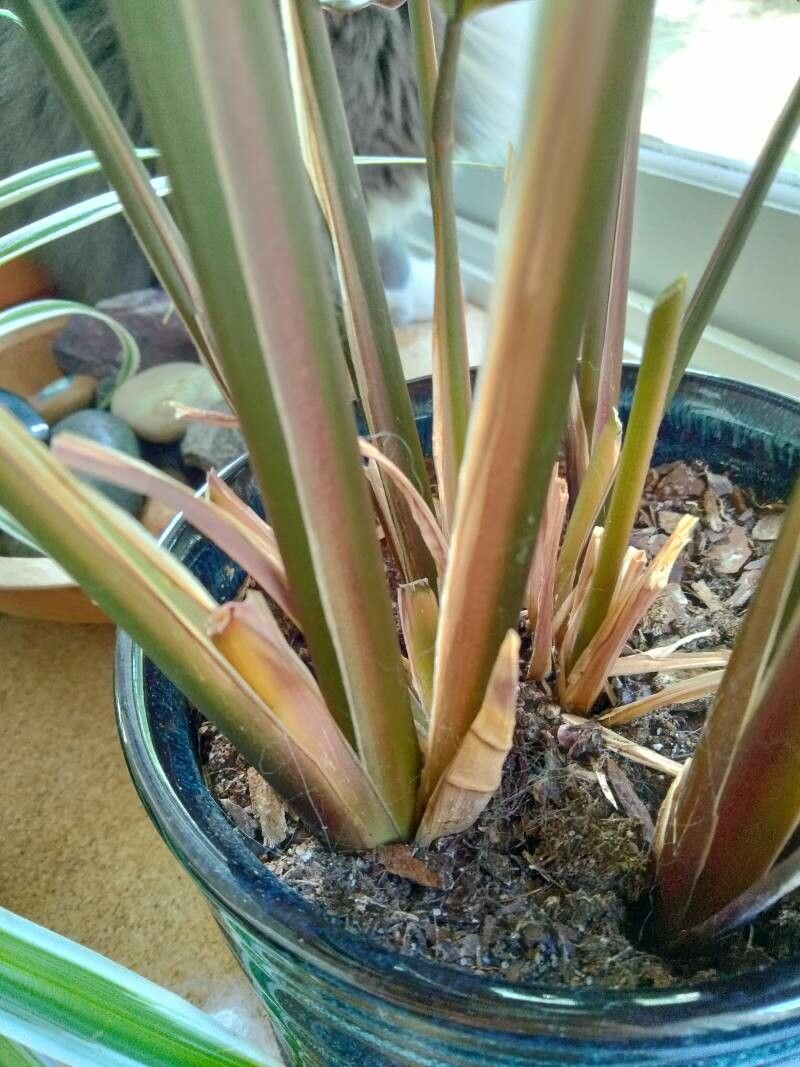 Calathea majestica bark