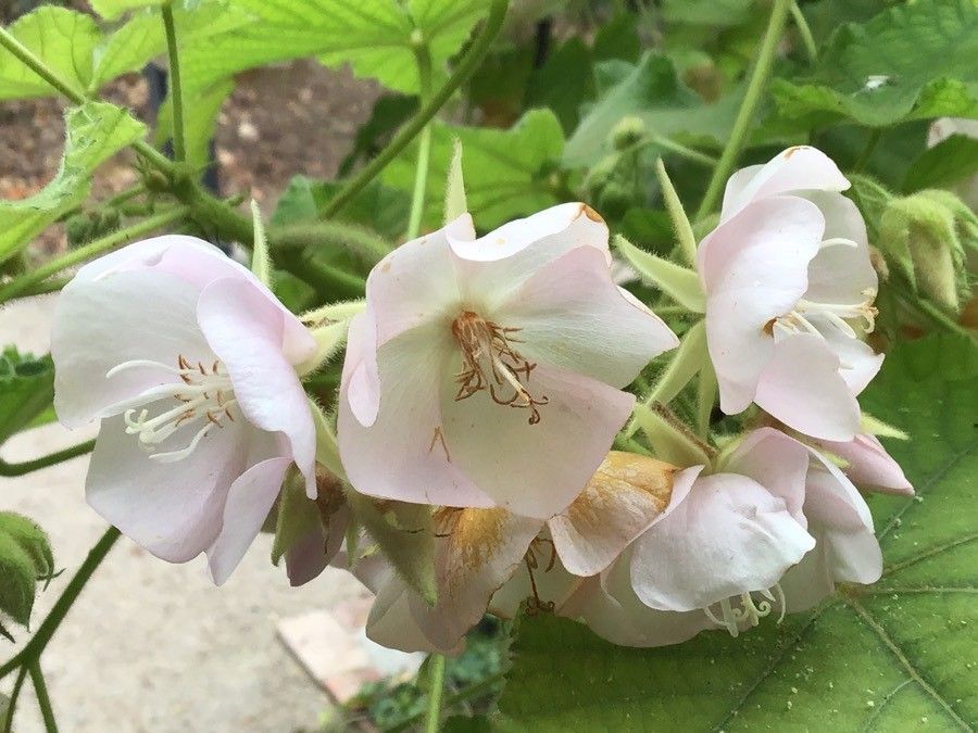 Dombeya burgessiae flower