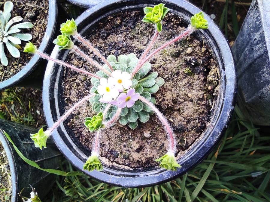 Androsace sempervivoides — houseplant care guide