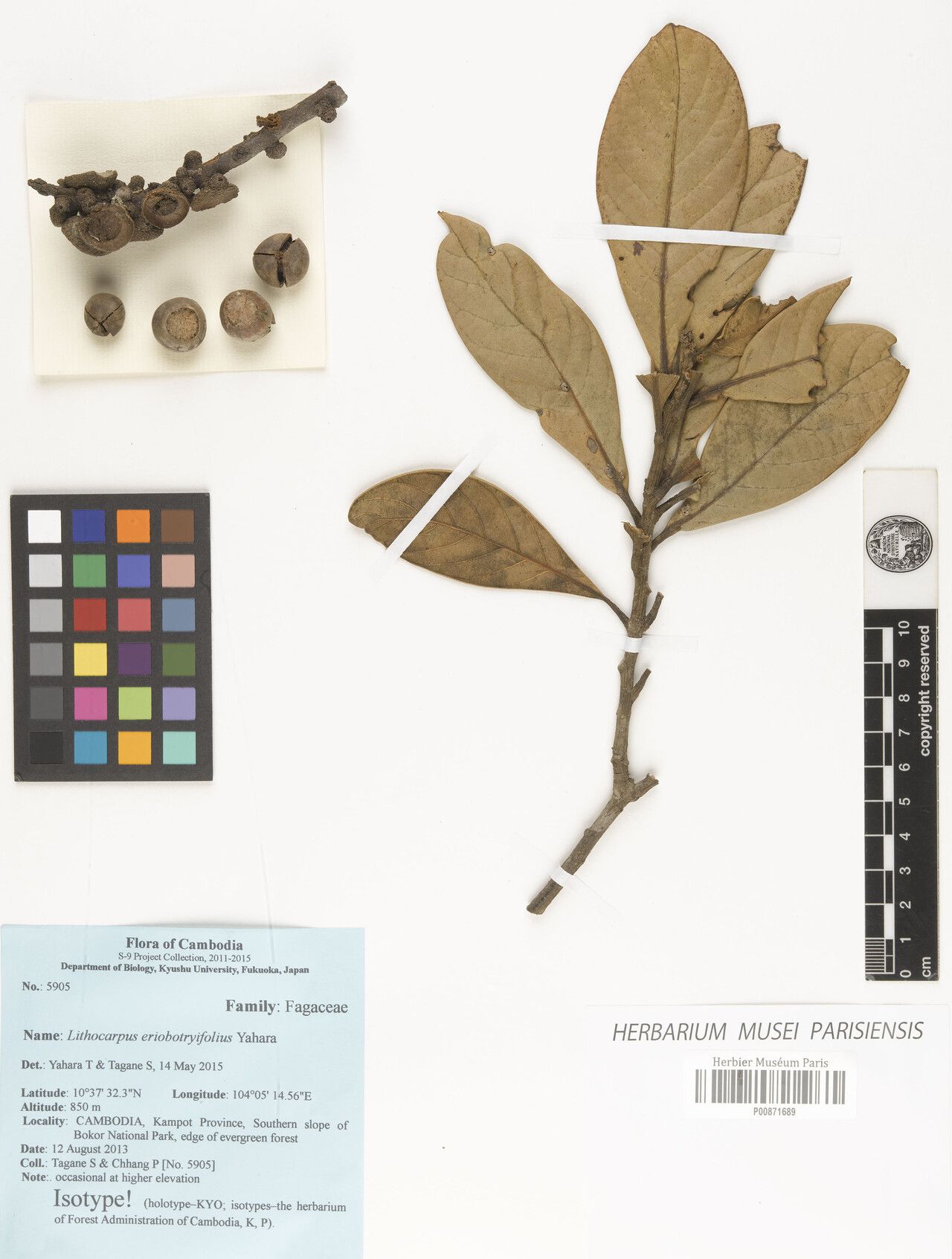 Lithocarpus eriobotryifolius — search result for 'Lithocarpus'