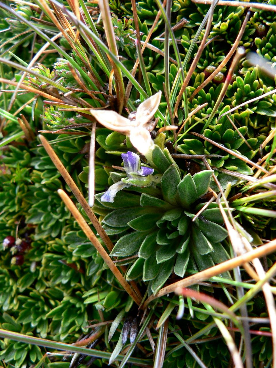 Viola bangii — houseplant care guide