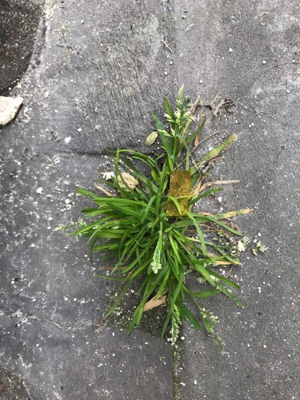 Sclerochloa dura leaf