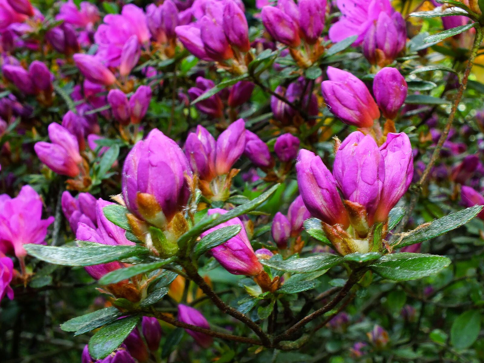 Rhododendron setosum flower