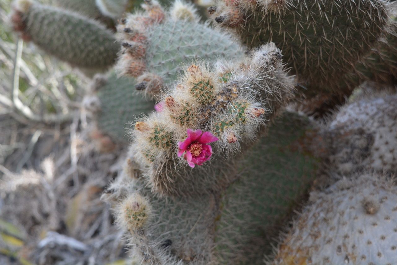 Opuntia pilifera flower