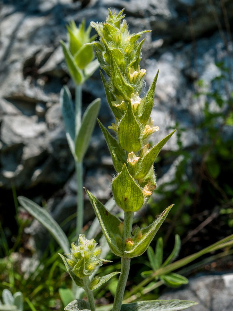 Sideritis scardica flower