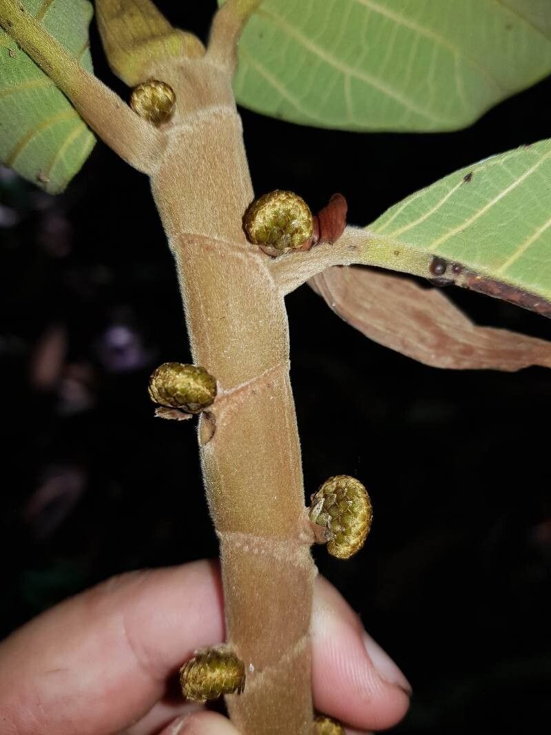 Castilla tunu flower