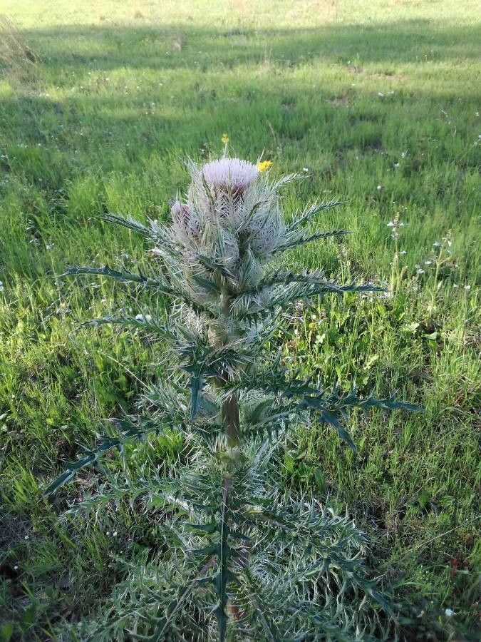 Cirsium horridulum flower
