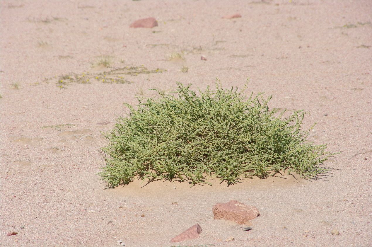Caroxylon imbricatum habit
