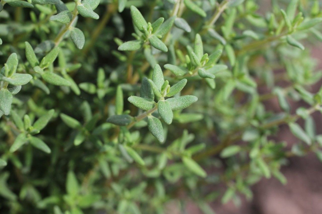 Orobanche cernua leaf