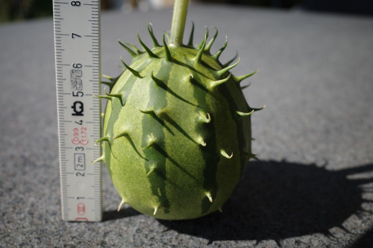 Cucumis zambianus fruit