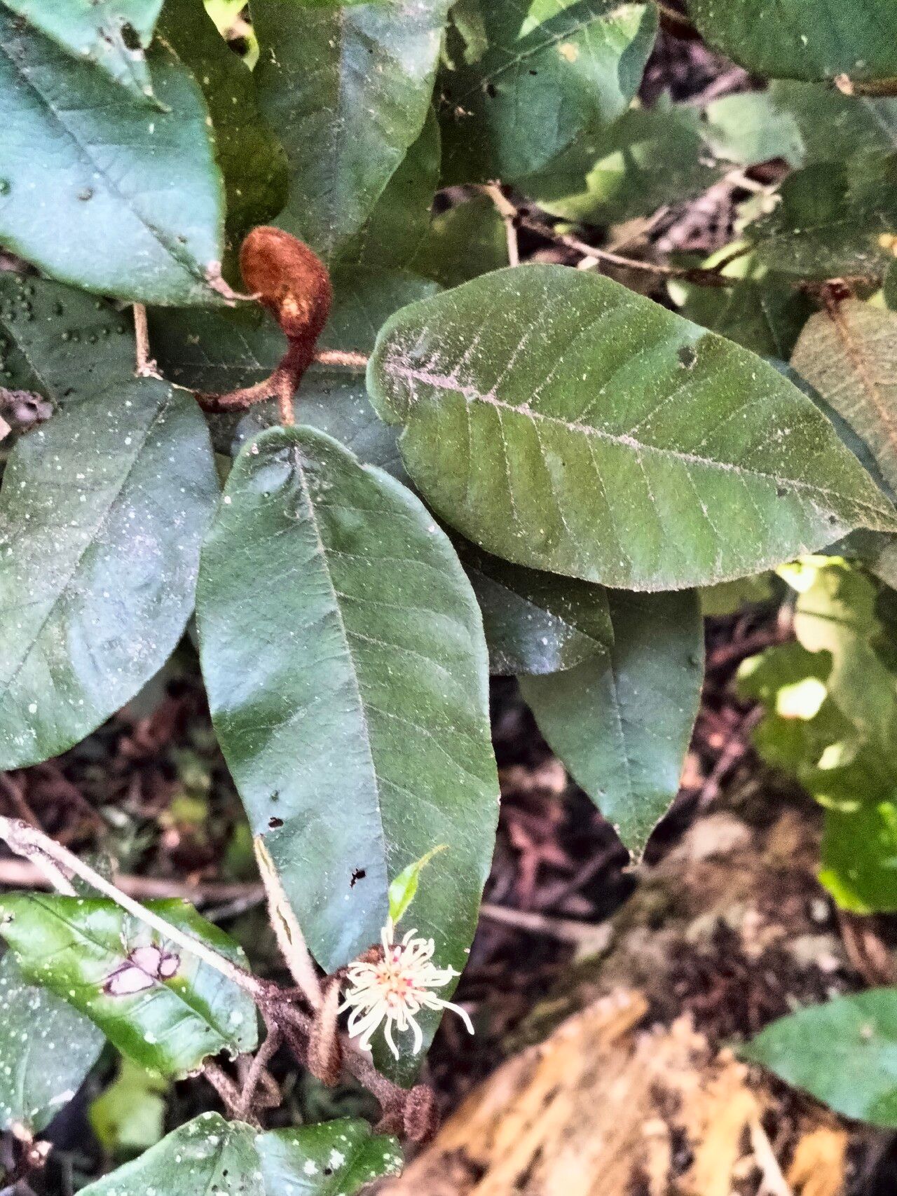 Trichocladus crinitus leaf