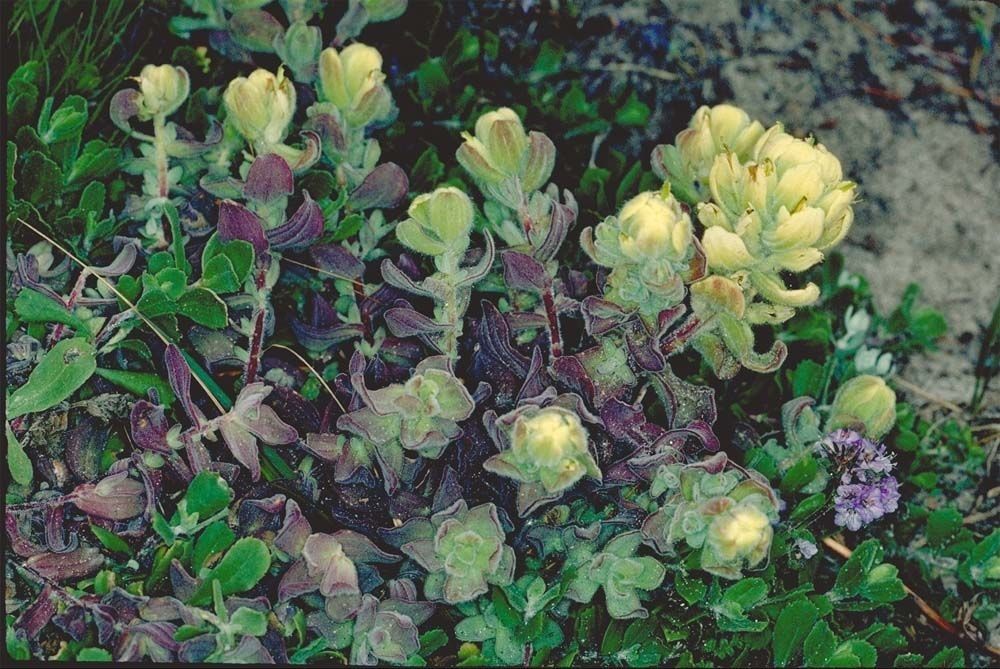 Castilleja mollis habit