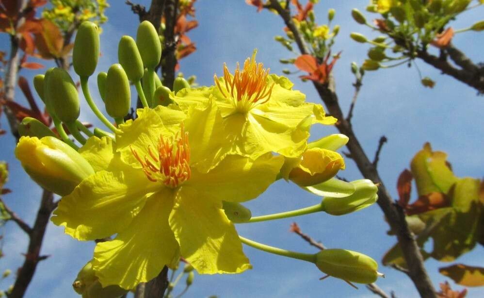 Ochna integerrima flower
